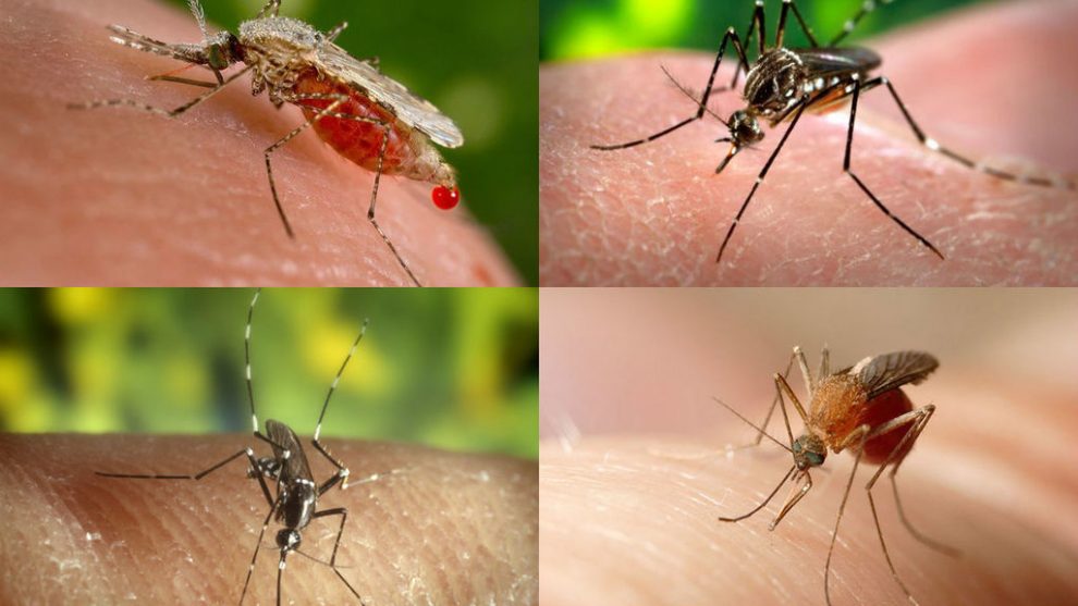 Shuraba puesta de sol grande Los mosquitos propagan más enfermedades mortales, por el cambio climático |  Mirador de Atarfe